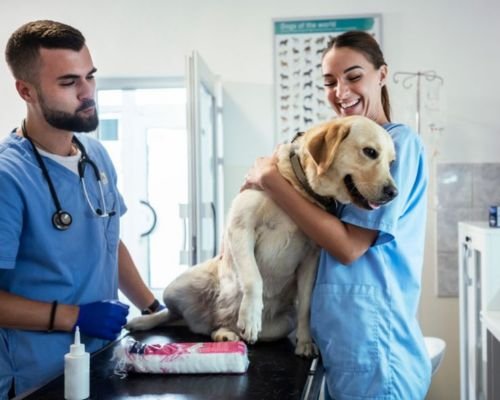 importancia-del-transporte-refrigerado-de-medicamentos-veterinarios-en-lima-9122.jpg